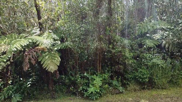 $39,000 | 604 Road 11 Volcano Hi 96785, Mountain View, HI 96771