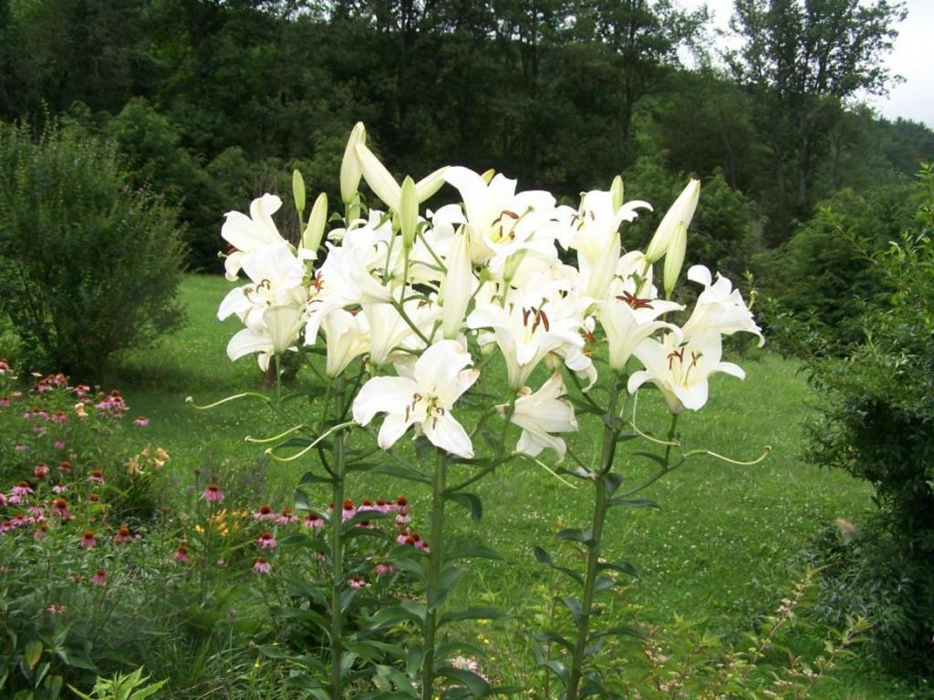 475 Sink Valley Road Butler, TN 37640 - Photo 10 of 24 Another Flower Bed
