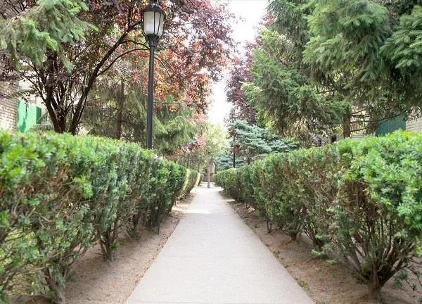 a view of a pathway with a tree