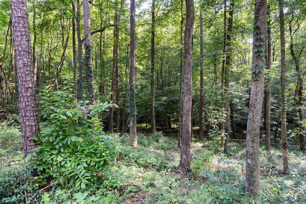 1080 Holt Road Ellijay, GA 30536 - Photo 15 of 17