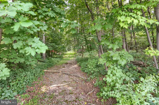 a view of a yard with plants and large trees