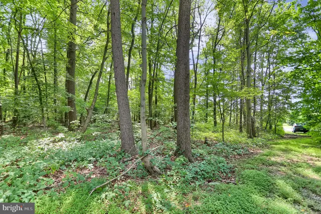 a view of a lush green forest