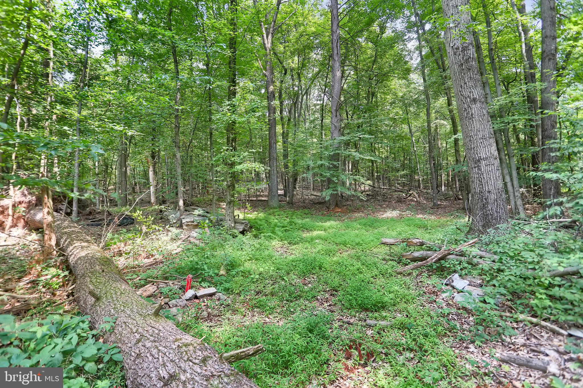 767 Luxemburg Road Lykens, PA 17048 - Photo 14 of 17 a view of a lush green forest