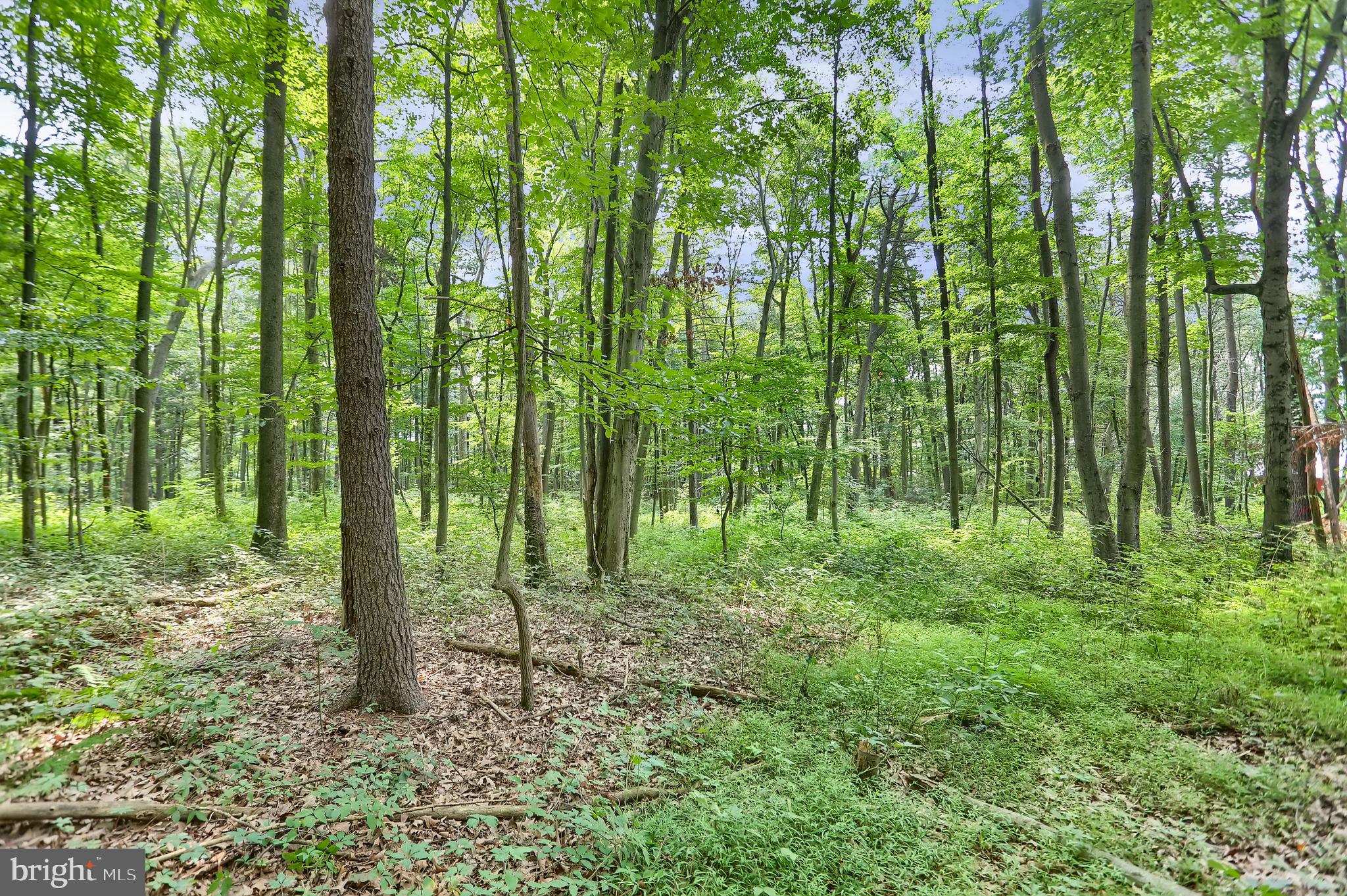 767 Luxemburg Road Lykens, PA 17048 - Photo 16 of 17 a view of yard