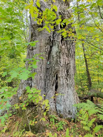 $520,000 | 15 Jackson Hole Drive, Carthage, ME 04224