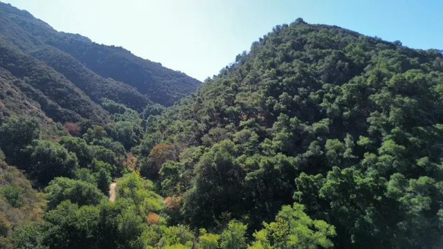 a view of a house with a lush green forest