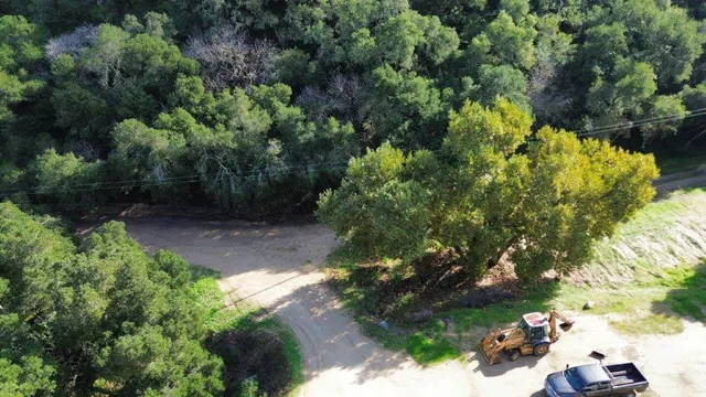 a view of a tree in a yard