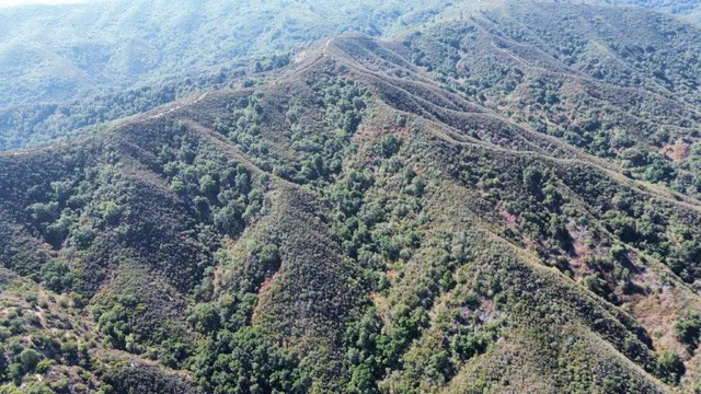 a view of a forest with large trees