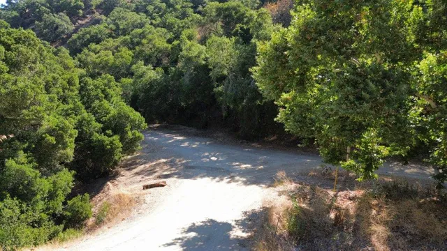a view of a forest with trees