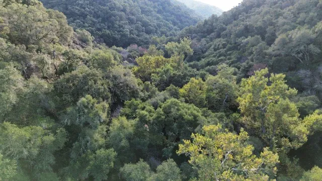 a view of a dry yard