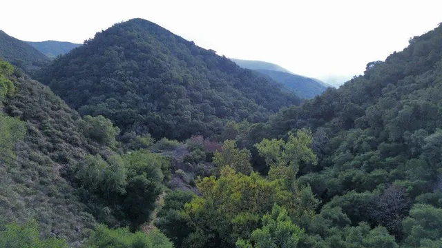 a view of a forest with a tree