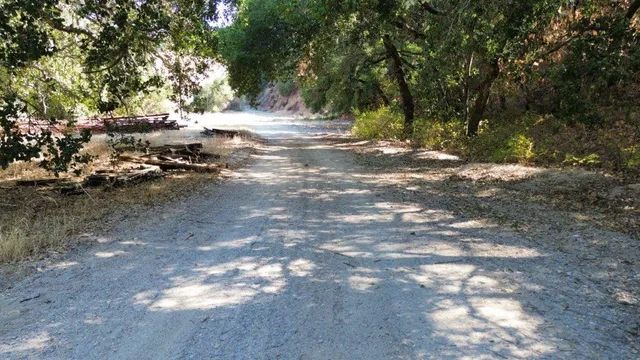 a view of tree next to a yard