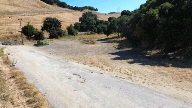 a view of a garden with plants and large trees