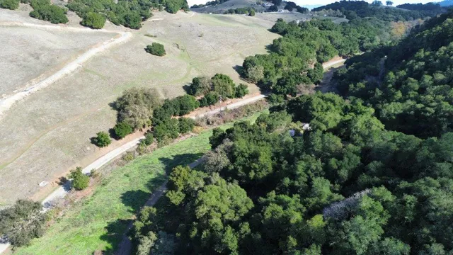 a view of a garden with a tree