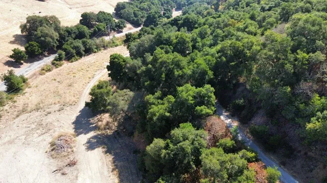 a view of a yard with plants and tree