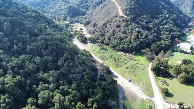a view of a yard with plants and large trees