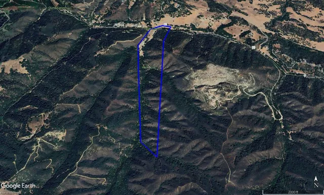 a view of a garden with a tree