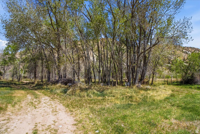 811 East Canyon Road Mayfield, UT 84643 - Photo 52 of 57 Lush natural landscape featuring mature deciduous trees and a dirt path
