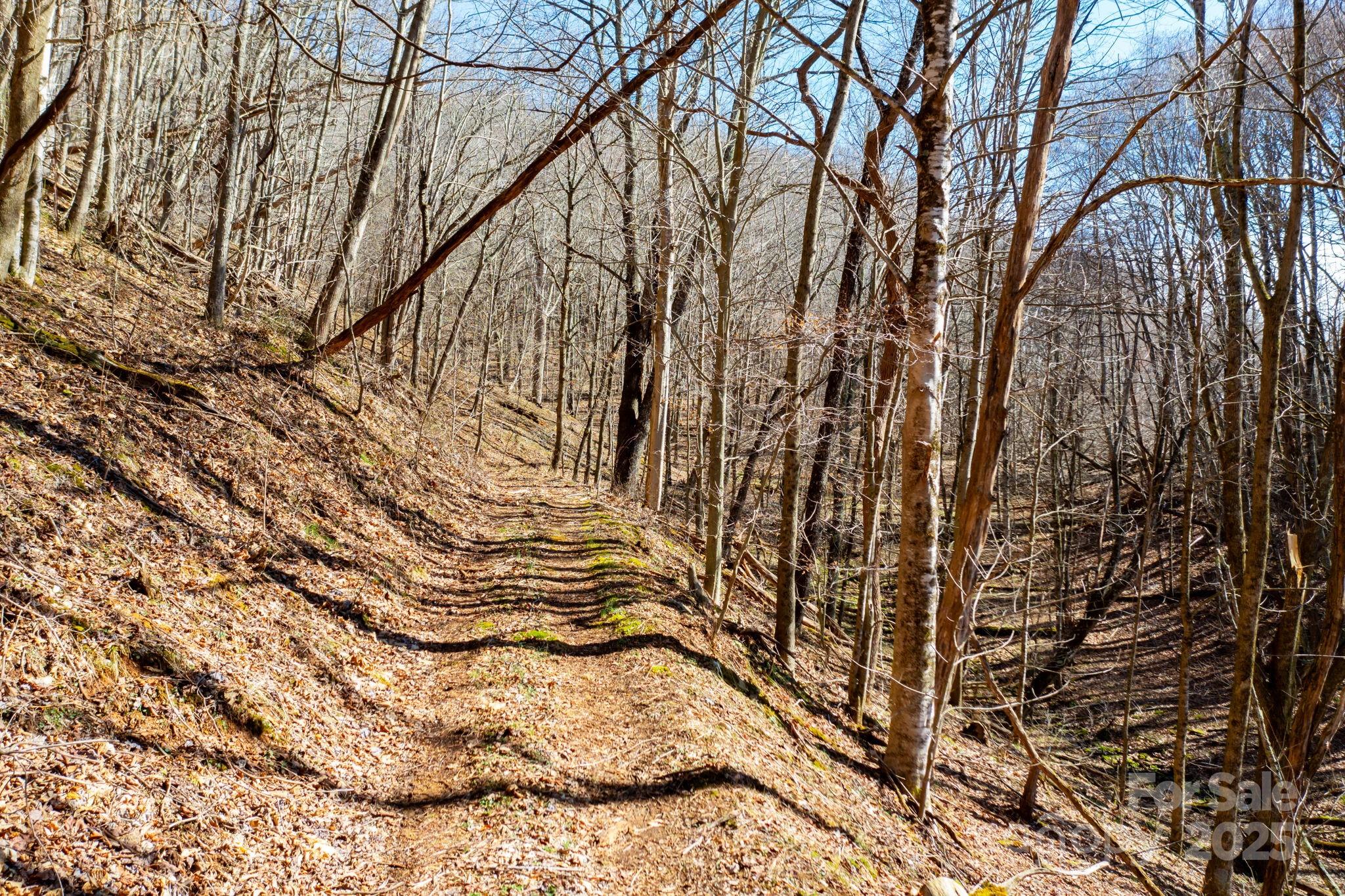 61-acres Glenn Miller Road Warrensville, NC 28693 - Photo 14 of 46 a picture of trees
