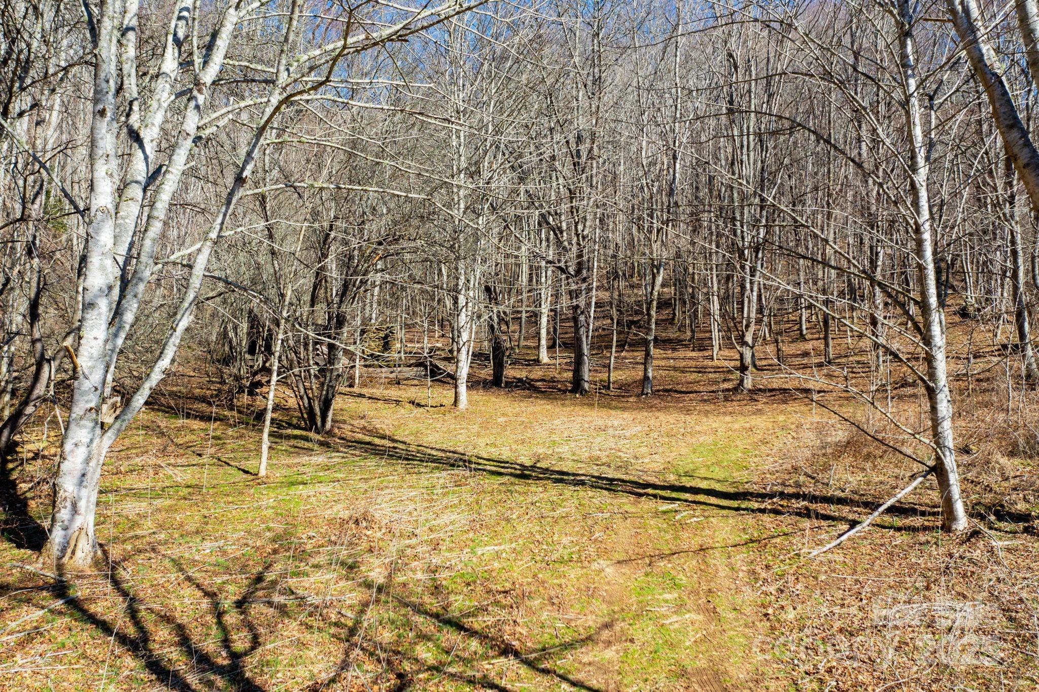 61-acres Glenn Miller Road Warrensville, NC 28693 - Photo 15 of 46 a backyard of a building with large trees