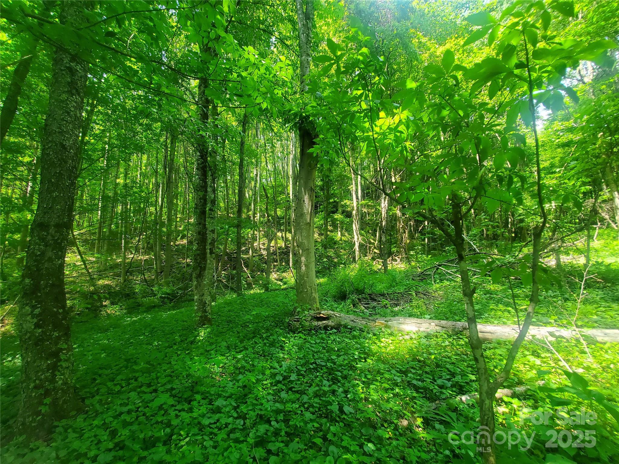 61-acres Glenn Miller Road Warrensville, NC 28693 - Photo 16 of 46 a view of yard with green space