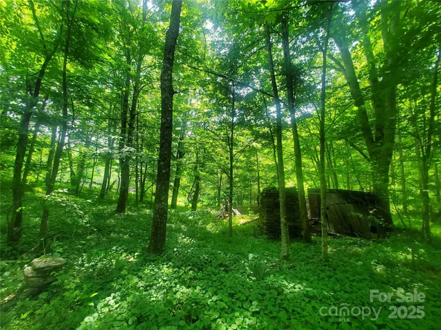 a view of a lush green space