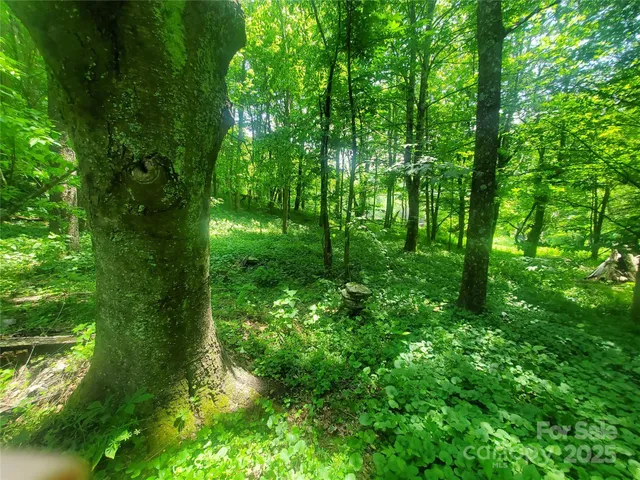 a view of a lush green space