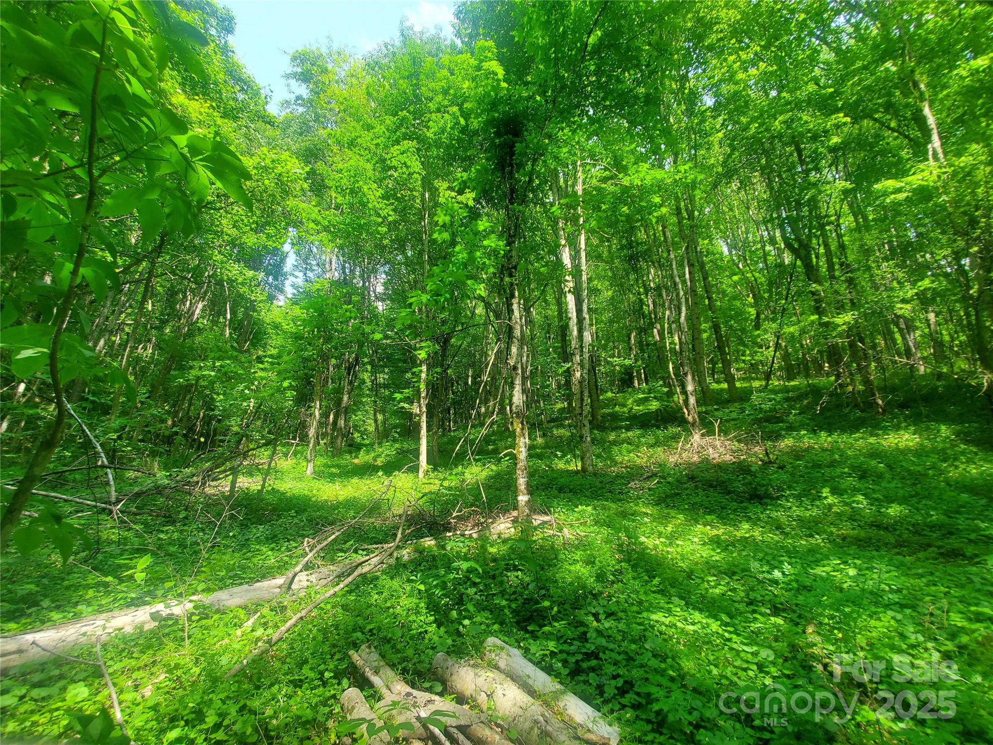 61-acres Glenn Miller Road Warrensville, NC 28693 - Photo 19 of 46 a view of a lush green space