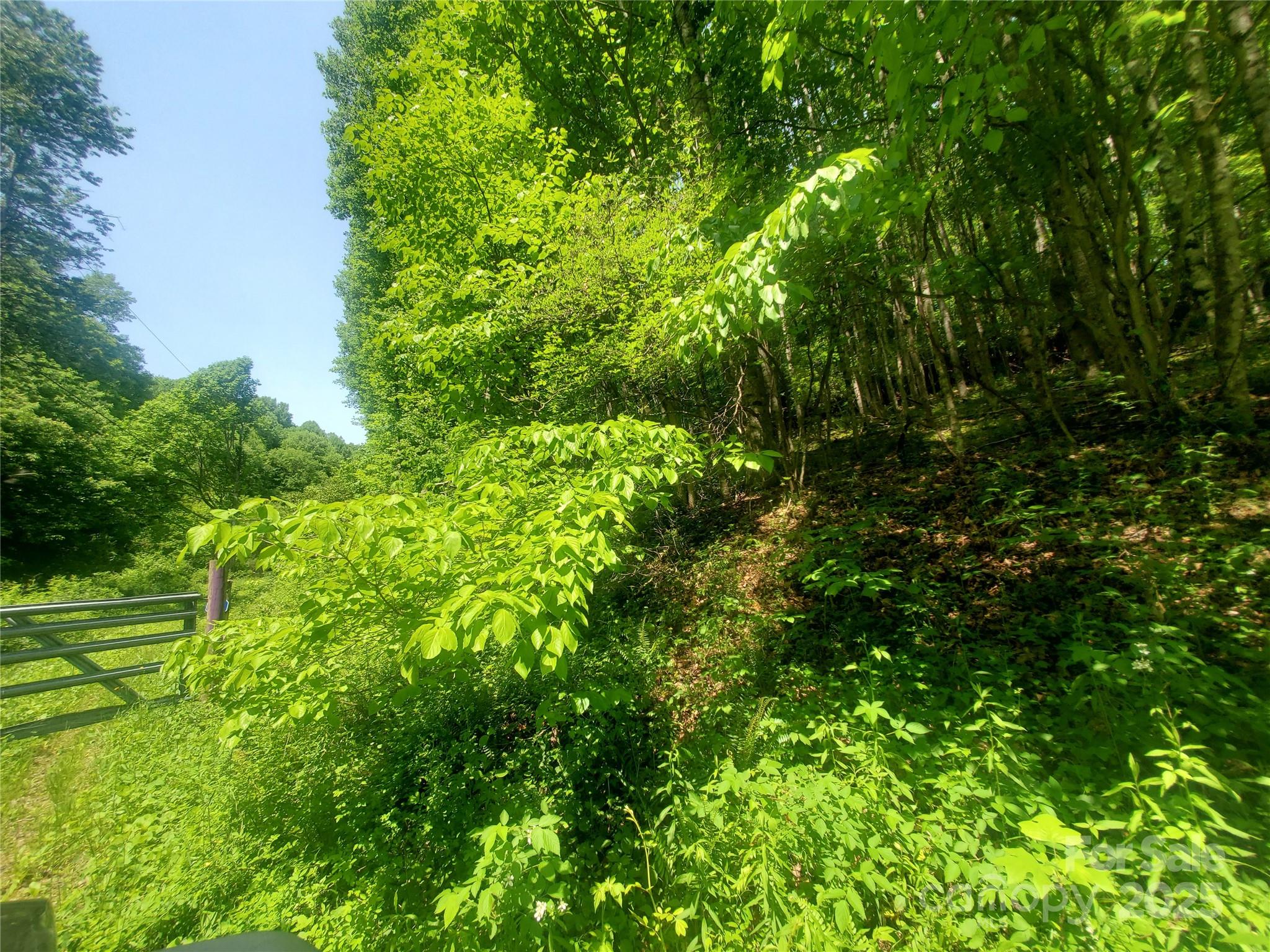 61-acres Glenn Miller Road Warrensville, NC 28693 - Photo 20 of 46 a view of a lush green space