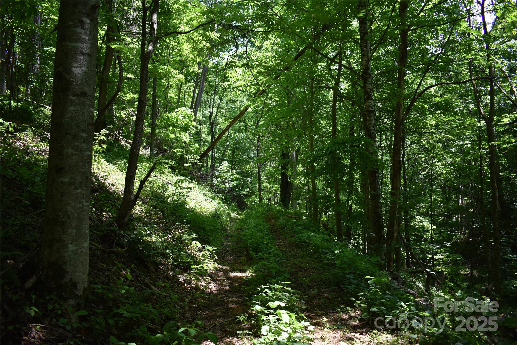 61-acres Glenn Miller Road Warrensville, NC 28693 - Photo 25 of 46 a view of forest