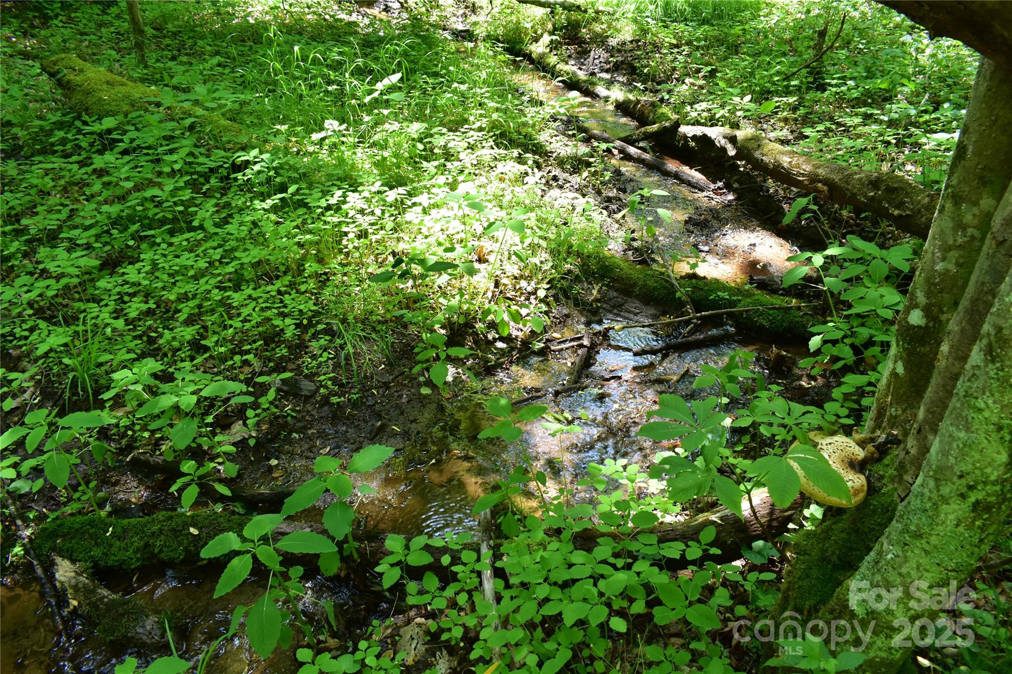 61-acres Glenn Miller Road Warrensville, NC 28693 - Photo 27 of 46 a backyard of a house with lots of green space