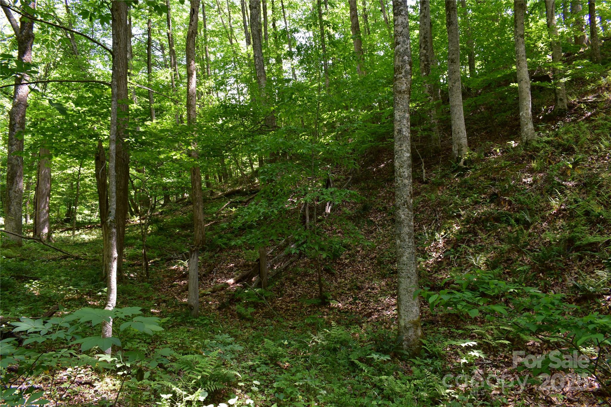 61-acres Glenn Miller Road Warrensville, NC 28693 - Photo 28 of 46 a view of a forest