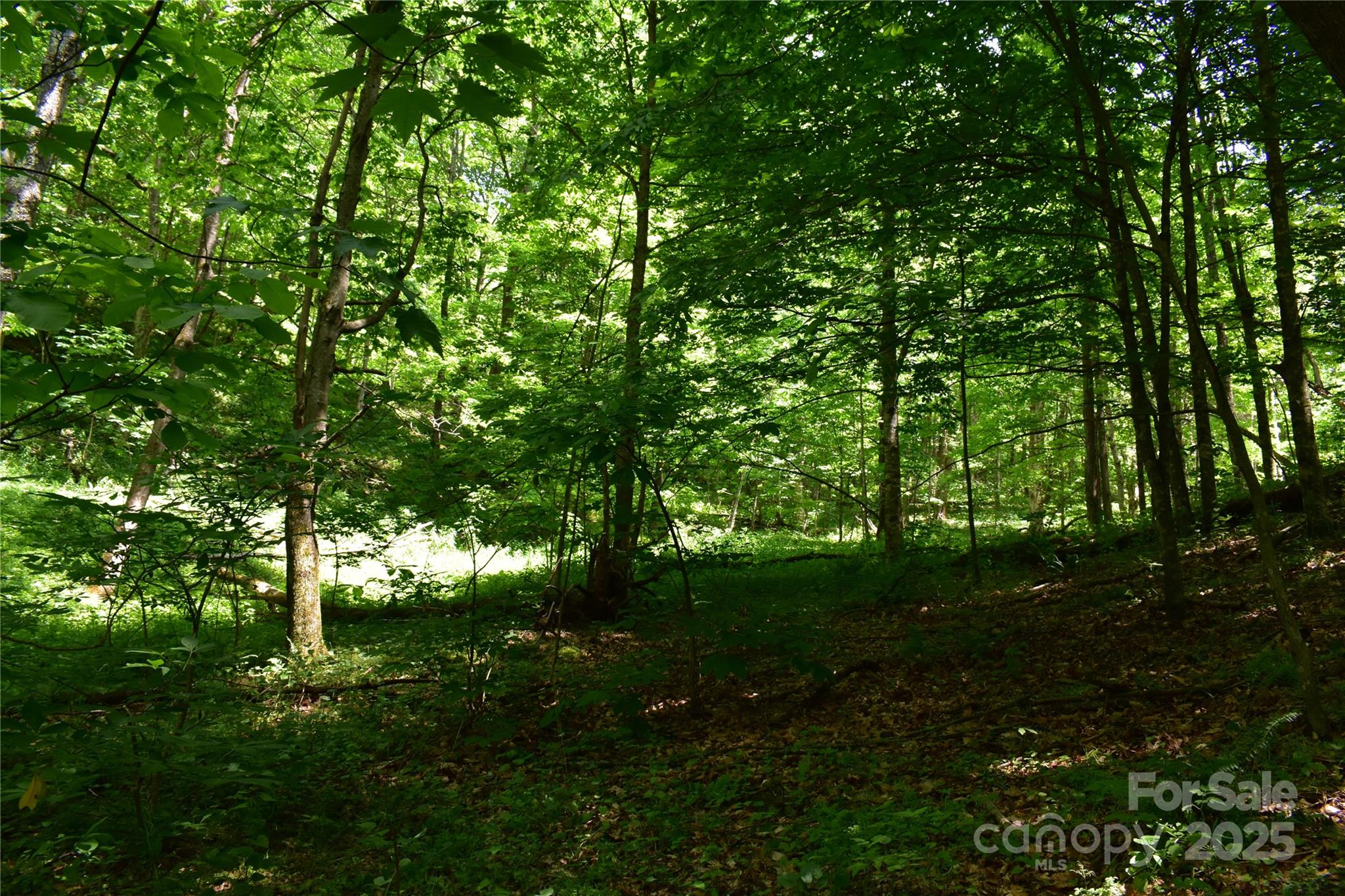 61-acres Glenn Miller Road Warrensville, NC 28693 - Photo 29 of 46 a view of yard with green space
