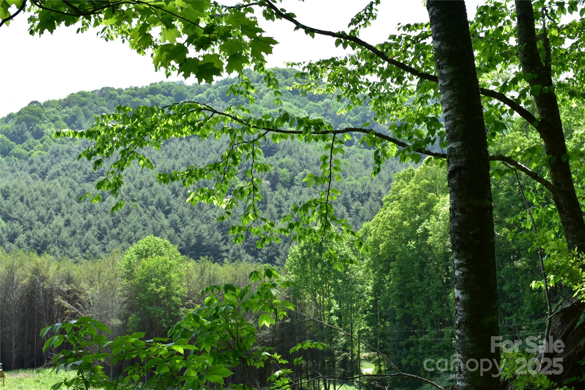 61-acres Glenn Miller Road Warrensville, NC 28693 - Photo 31 of 46 a backyard of a house with lots of green space
