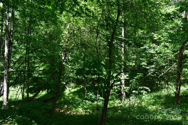 a view of a forest with lots of trees