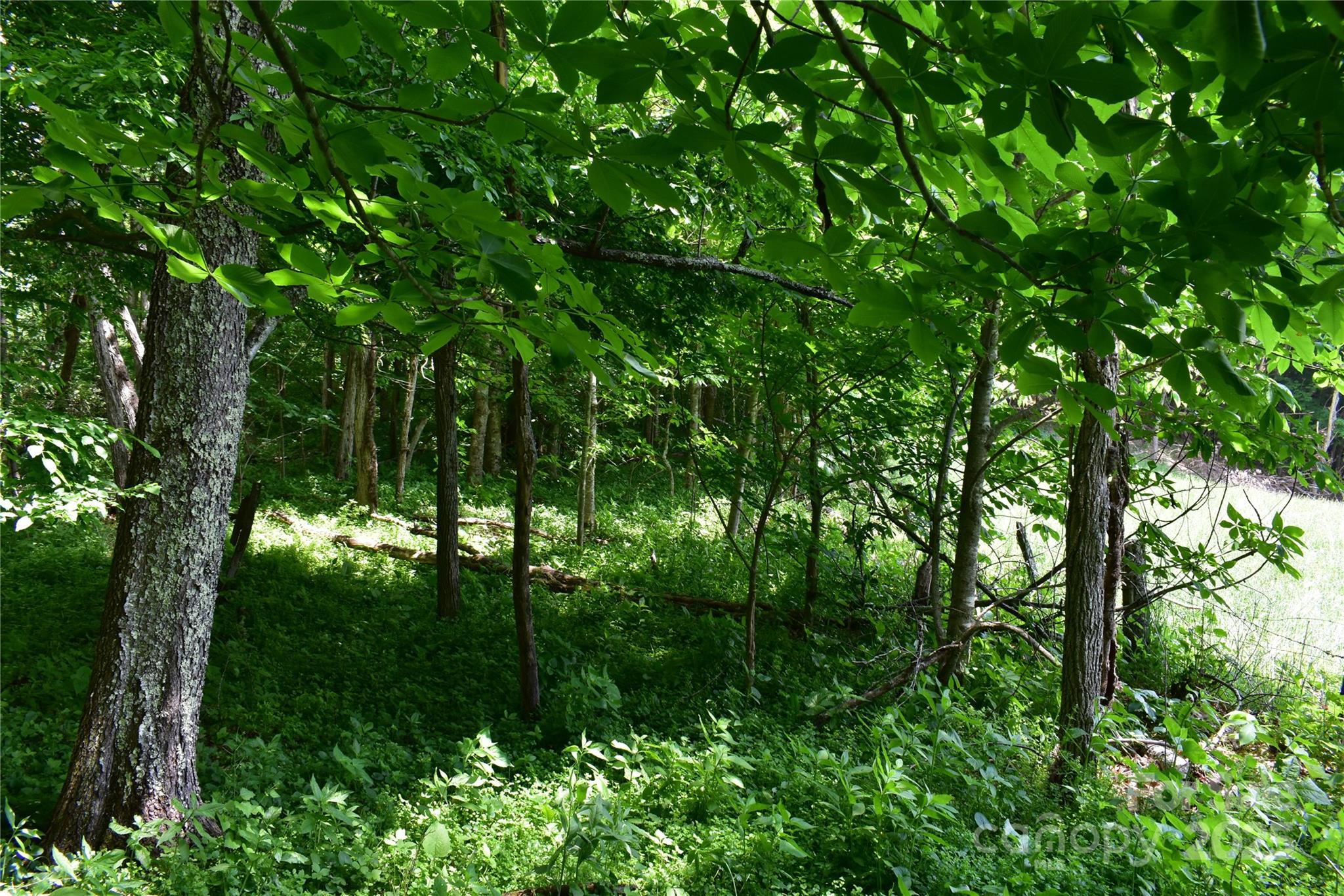61-acres Glenn Miller Road Warrensville, NC 28693 - Photo 35 of 46 a view of a lush green forest