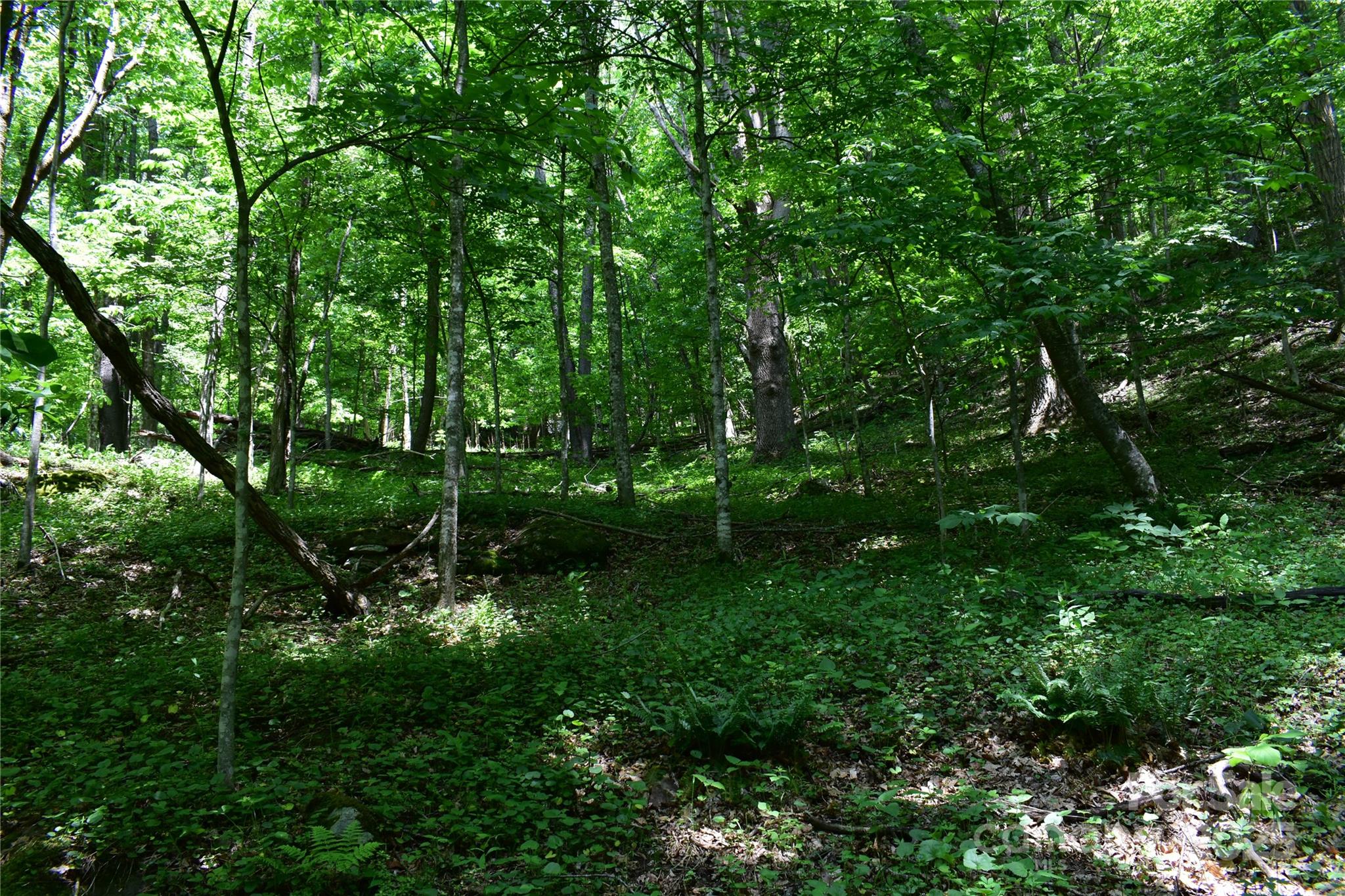 61-acres Glenn Miller Road Warrensville, NC 28693 - Photo 36 of 46 a view of yard