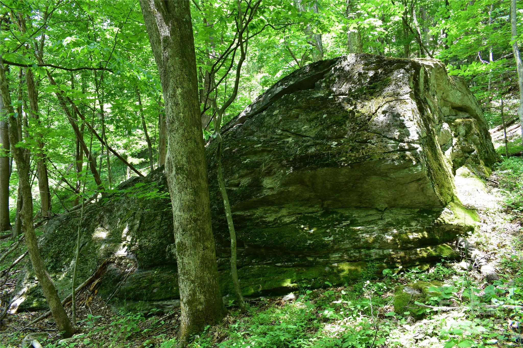 61-acres Glenn Miller Road Warrensville, NC 28693 - Photo 37 of 46 a view of a forest with lots of trees