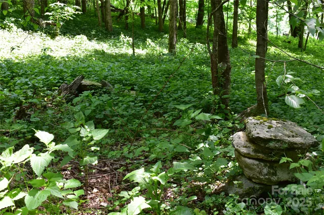 a view of a lush green forest