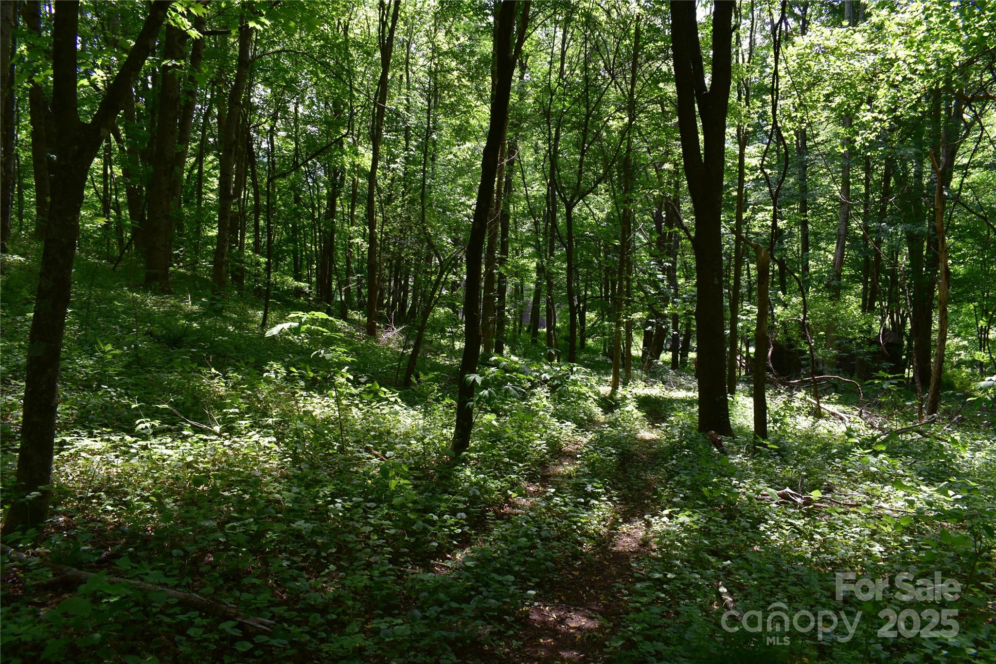 61-acres Glenn Miller Road Warrensville, NC 28693 - Photo 42 of 46 a view of forest