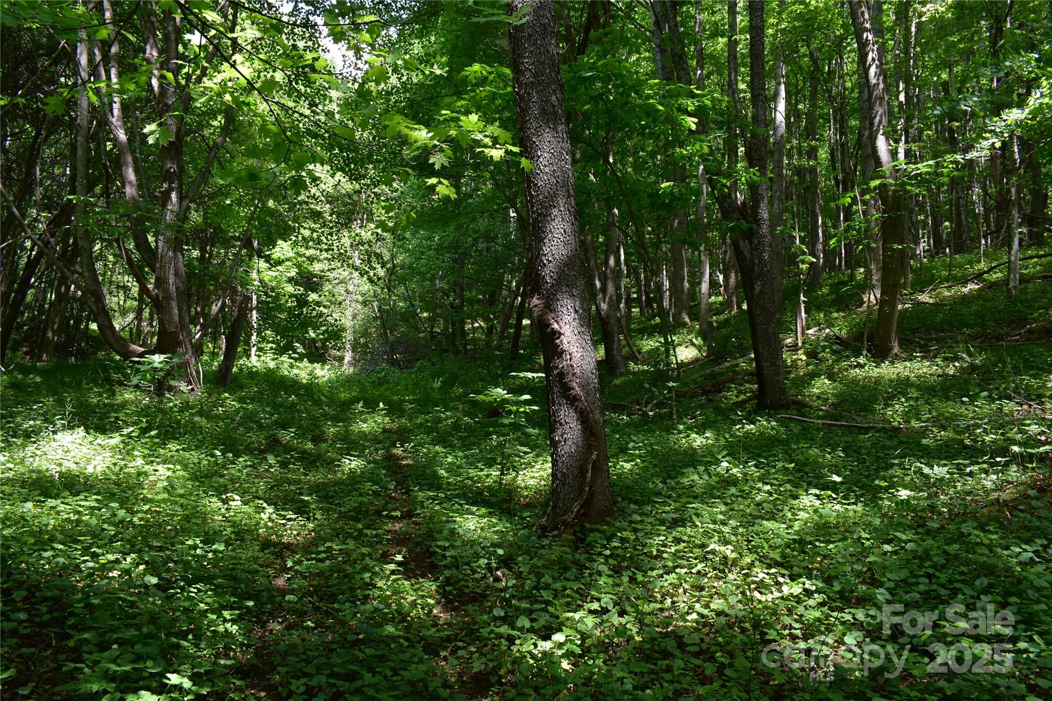 61-acres Glenn Miller Road Warrensville, NC 28693 - Photo 43 of 46 a view of a lush green forest
