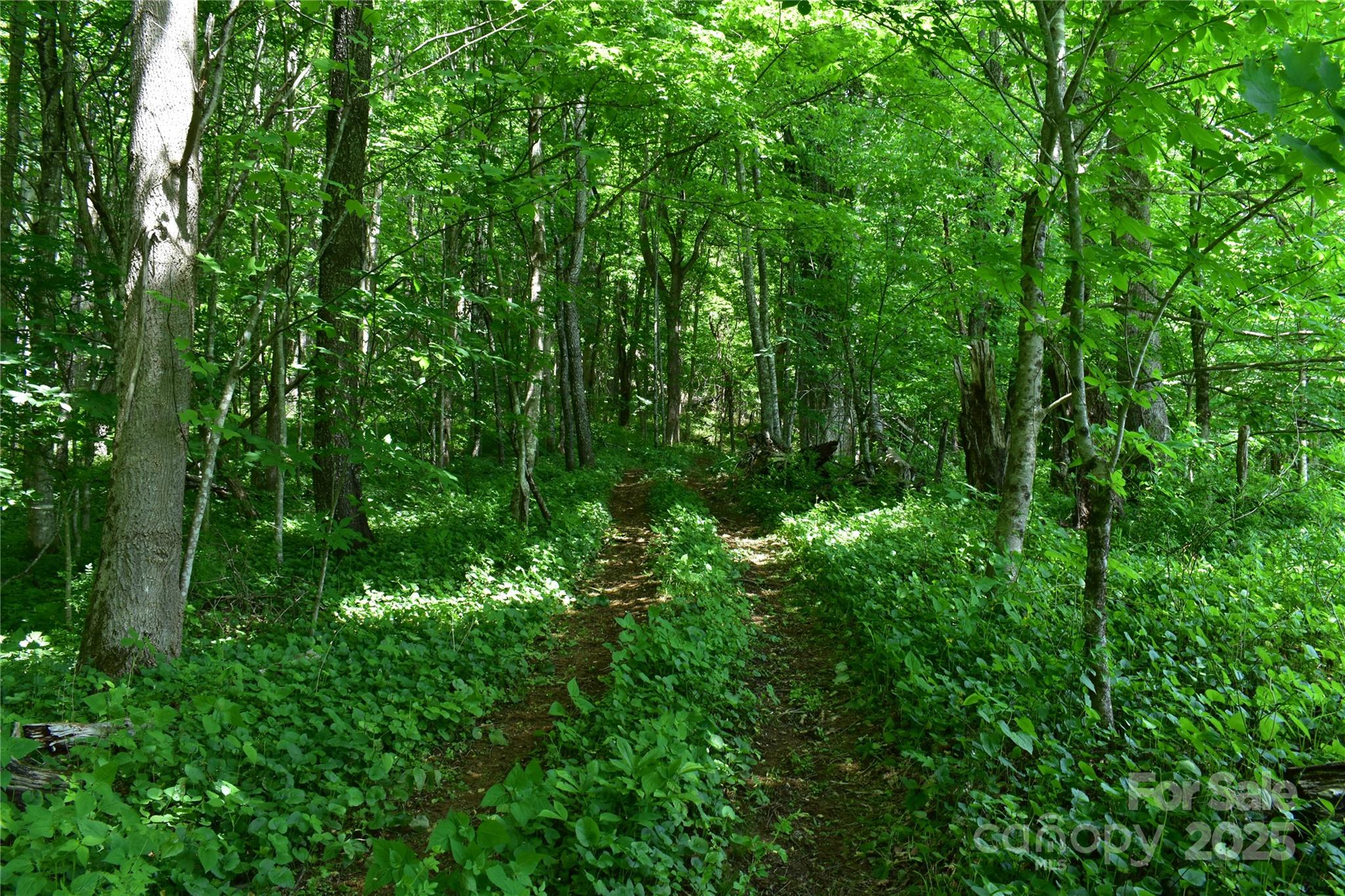 61-acres Glenn Miller Road Warrensville, NC 28693 - Photo 44 of 46 a view of a lush green forest