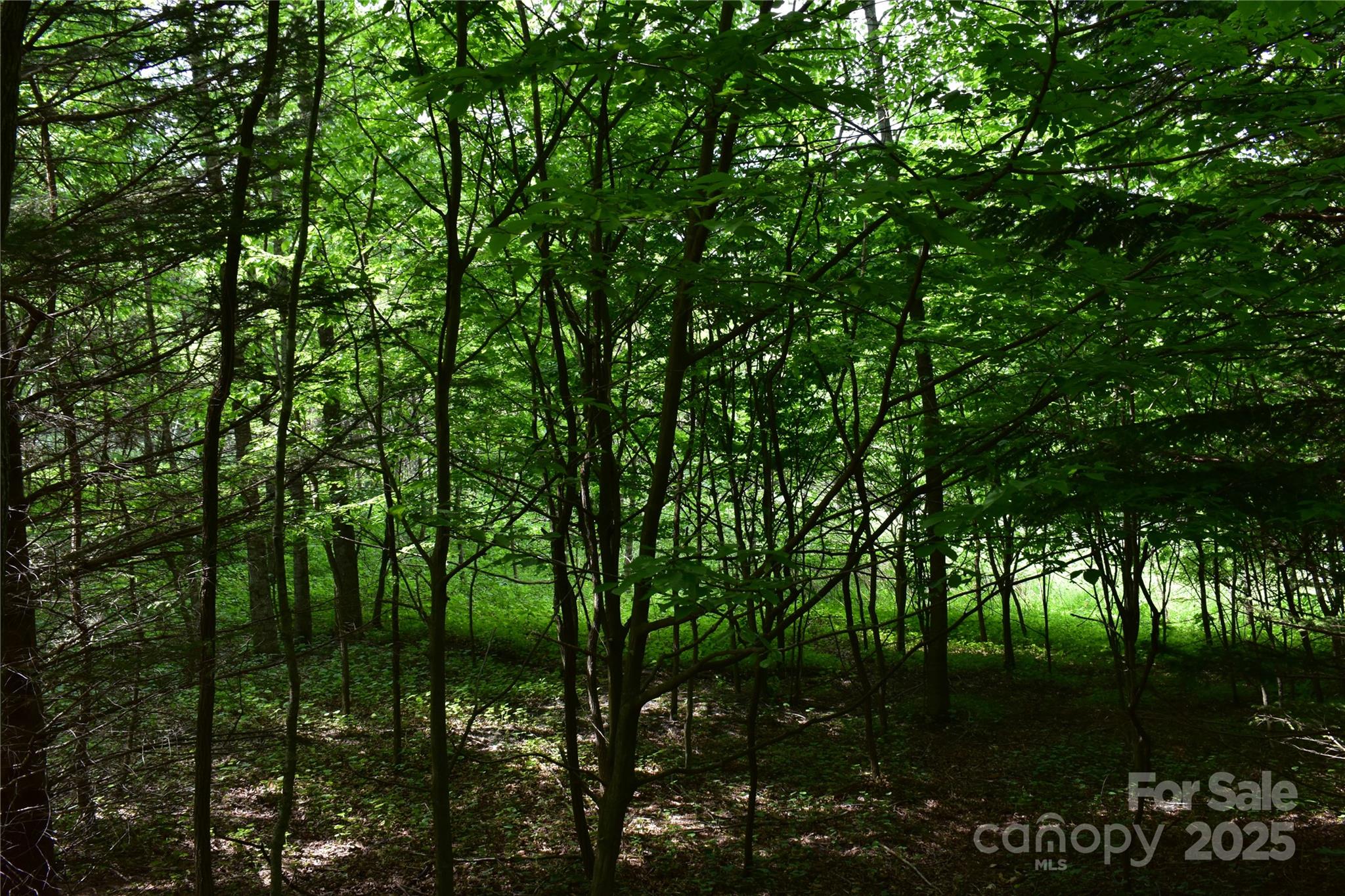 61-acres Glenn Miller Road Warrensville, NC 28693 - Photo 46 of 46 a backyard of a house with lots of green space