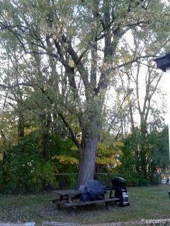 2870 Culbertson Avenue Rochester, MI 48307 - Photo 9 of 16 MATURE SHADE TREES.jpg