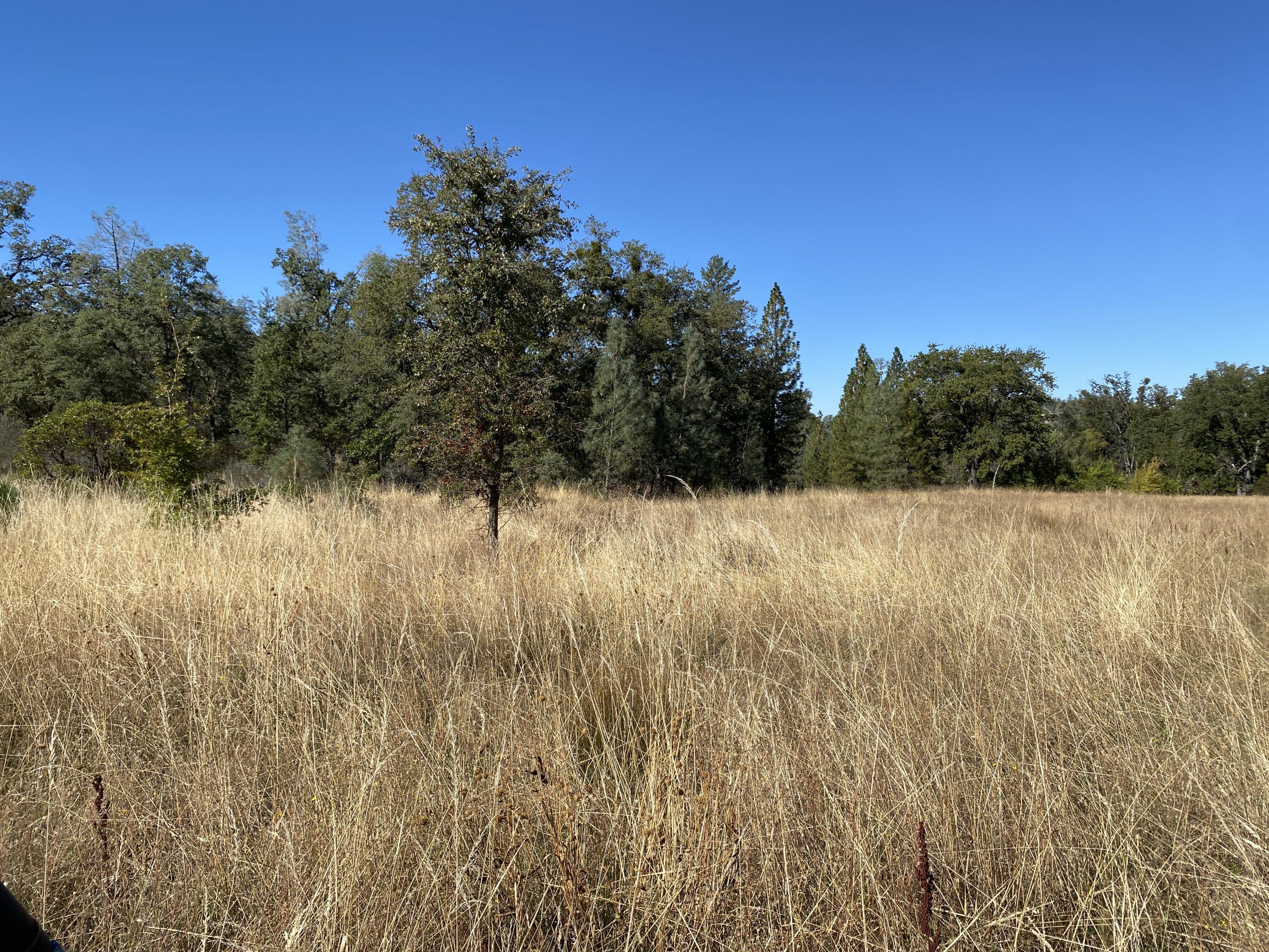 291-acres Shingletown Ridge Road Shingletown, CA 96088 - Photo 10 of 14 IMG_1778