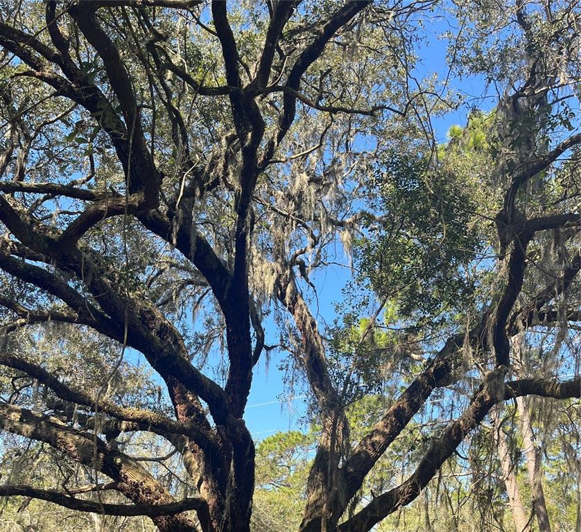 Mt Pleasant Road Groveland, FL 34736 - Photo 13 of 15