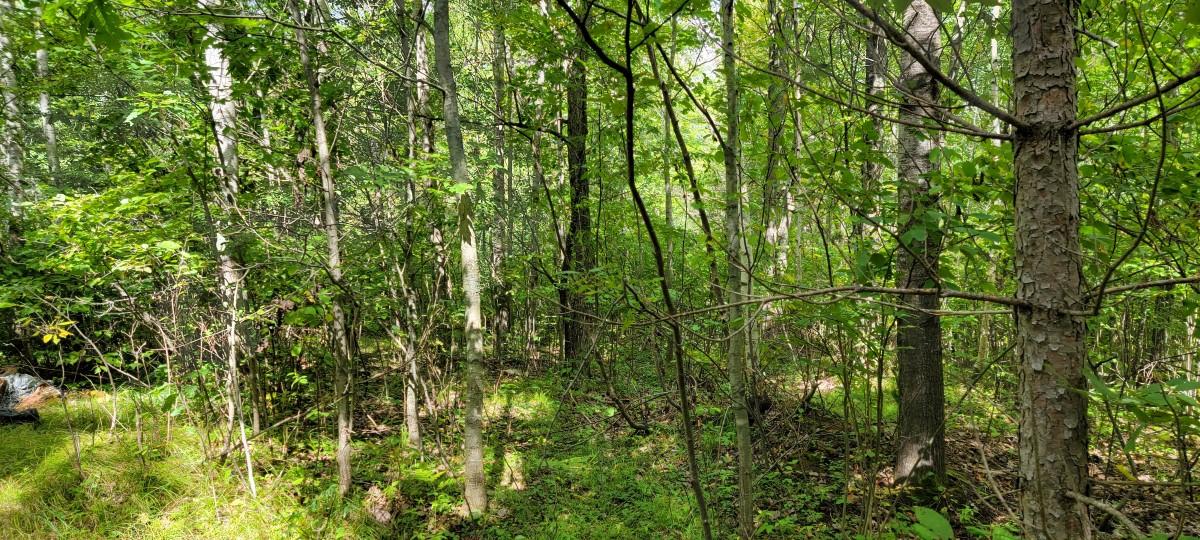 On Jenny Lake Road Tomahawk, WI 54487 - Photo 2 of 8 Gallery Image 2