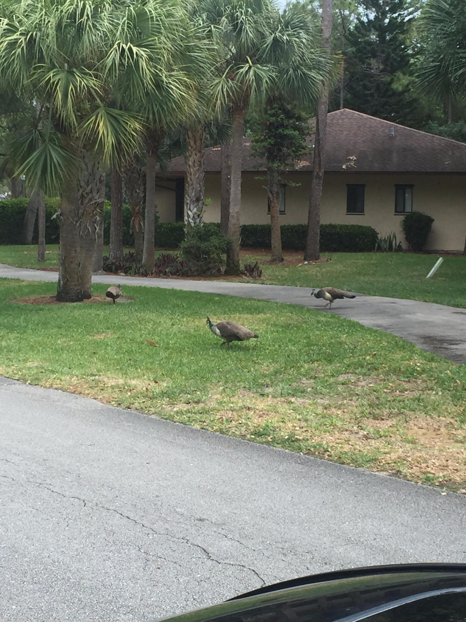 4267 Wood Ride Road, Unit B Boynton Beach, FL 33436 - Photo 4 of 34 Wildlife