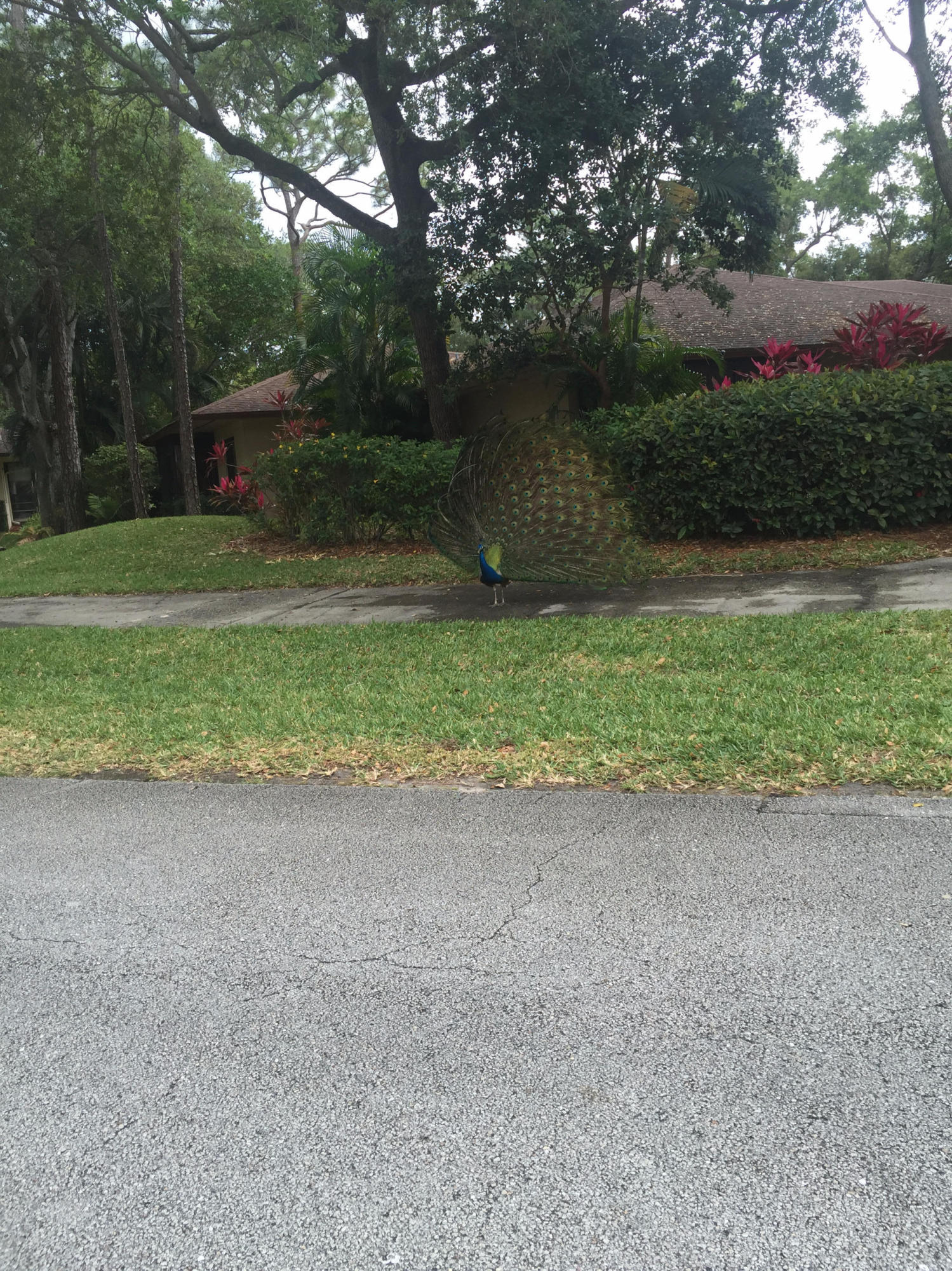 4267 Wood Ride Road, Unit B Boynton Beach, FL 33436 - Photo 5 of 34 Wildlife