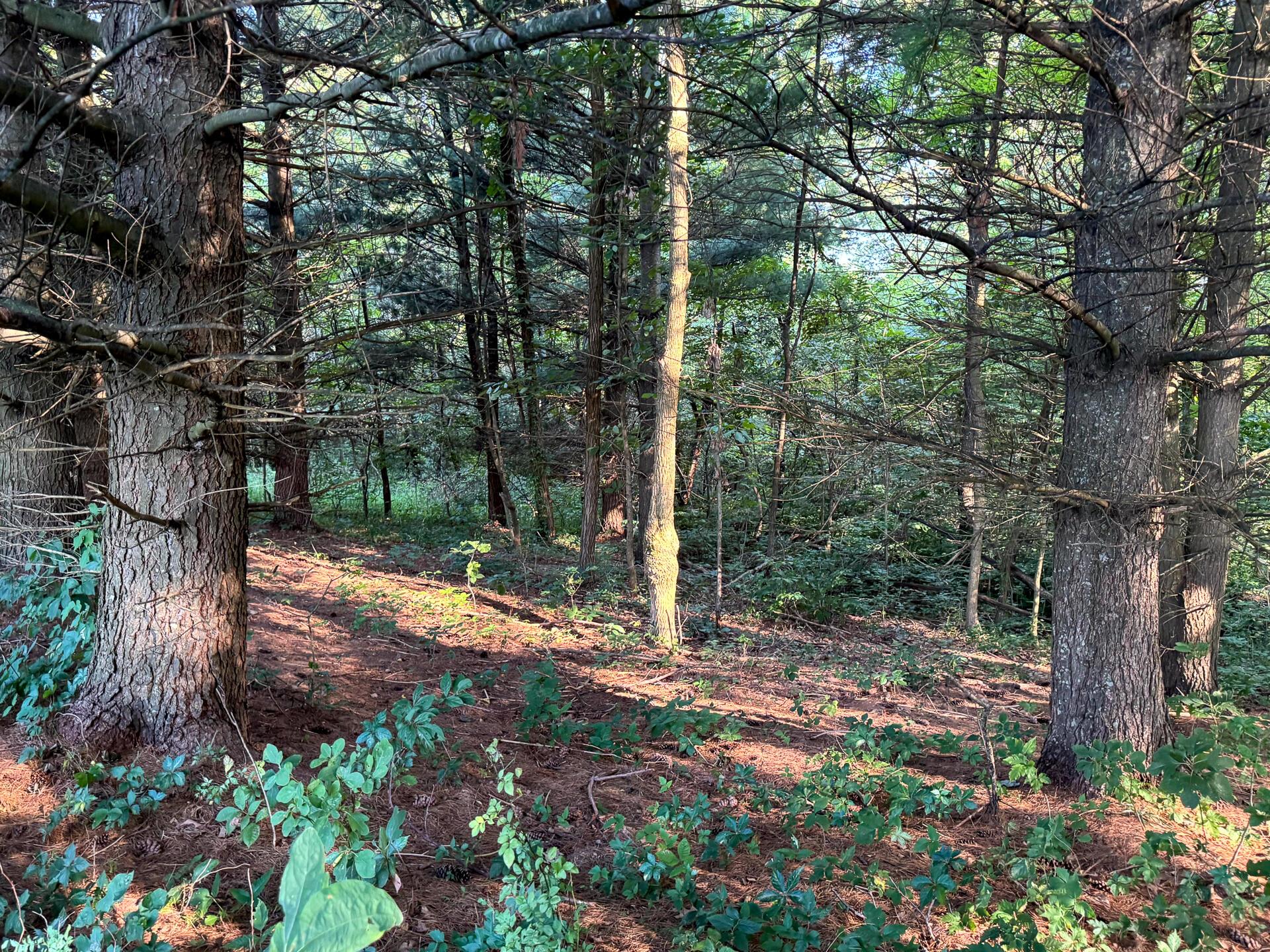 0 Golf Course Road, Unit TRACT 3 SKYLINEACRES) Waverly, OH 45690 - Photo 27 of 34 CT-27
